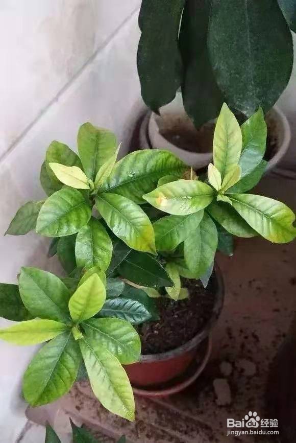 花盆里浇1勺，7天后叶绿根壮，重新爆满盆