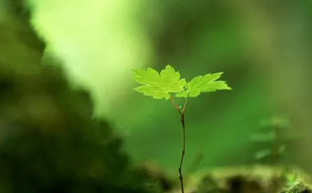 向上生长,向下扎根后面是什么