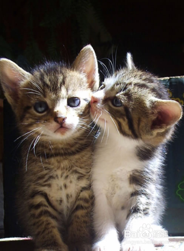 新猫入家门:怎么把它介绍给其他猫?