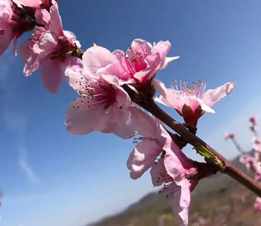 干桃花枝水培多久开花