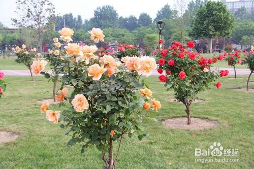 月季树养殖方法