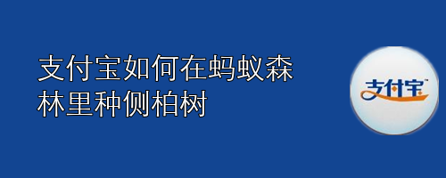 <b>支付宝如何在蚂蚁森林里种侧柏树</b>