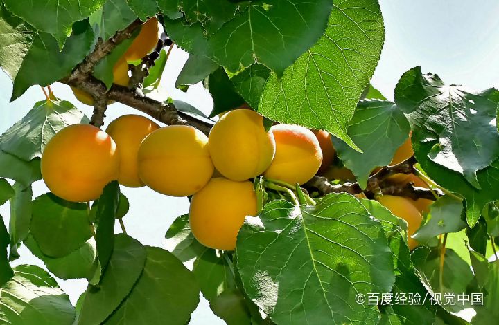 杏子核怎么种才能发芽