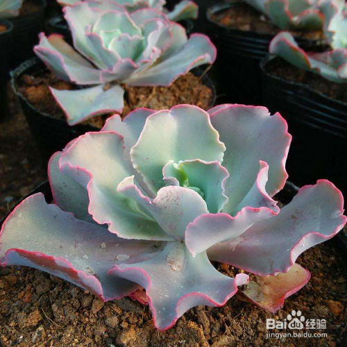 在家里该怎么养好女王花笠?