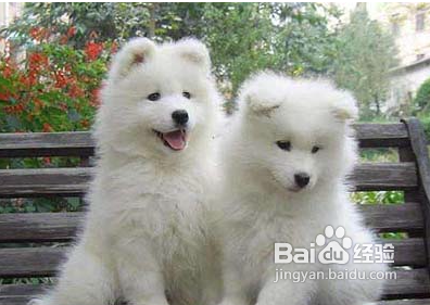 萨摩耶拉肚子怎么办