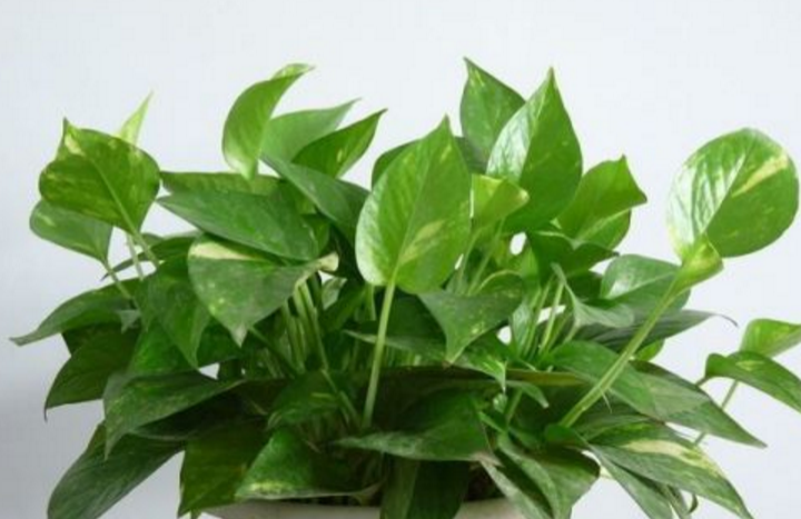 绿萝长什么样子为什么叶子上有水珠