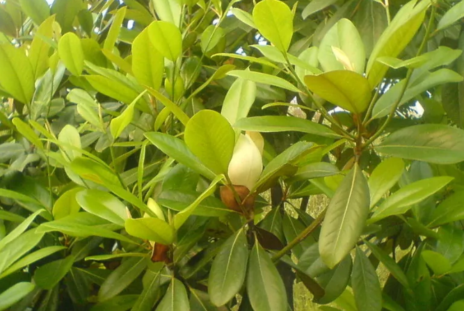 口腔医学技术专升本可以升哪些本科专业