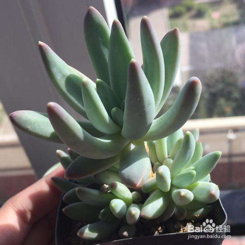 霜之朝和蓝黛莲的区别是什么