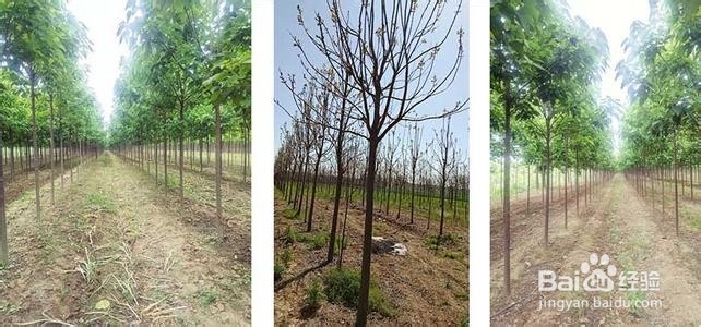 楸树籽怎么育苗