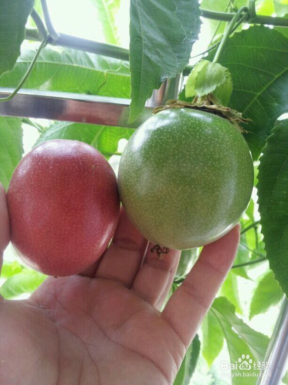 如何在阳台上种植百香果盆栽
