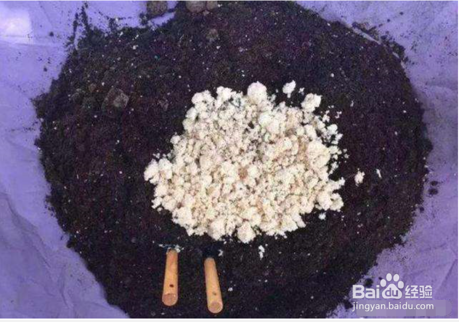 几种生活垃圾变身成花肥