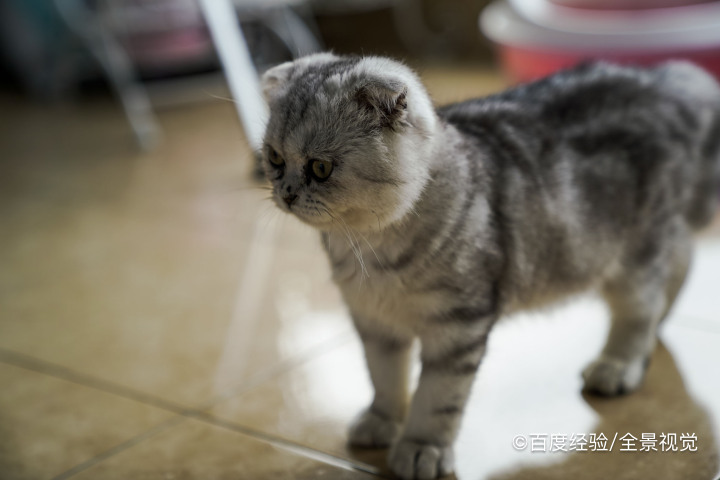 小奶猫怎么区分折耳