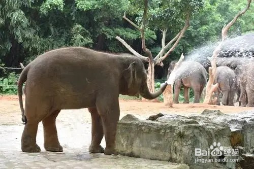 大象怎么吃东西