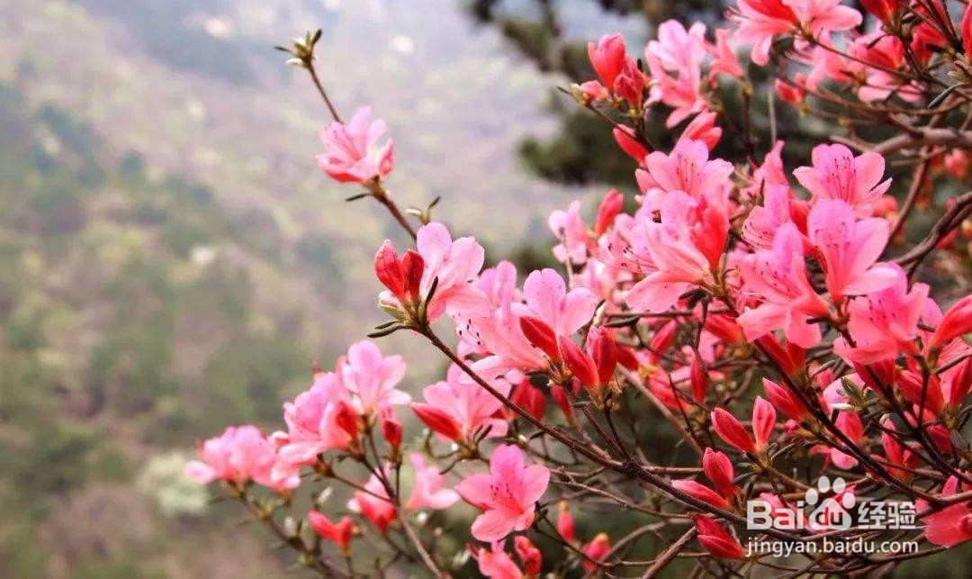 狗吃鸡骨头急救方法