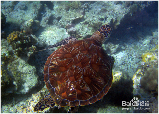 杜马盖地三日游——景点攻略