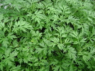 春夏季预防蚊虫叮咬 止痒消肿 小窍门