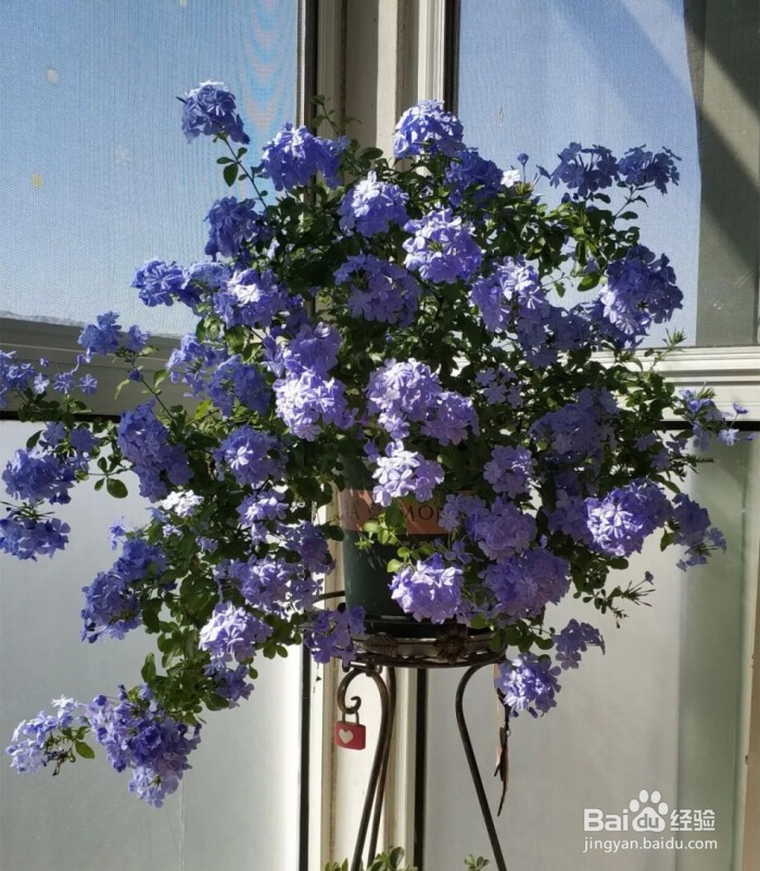 蓝雪花的养殖方法