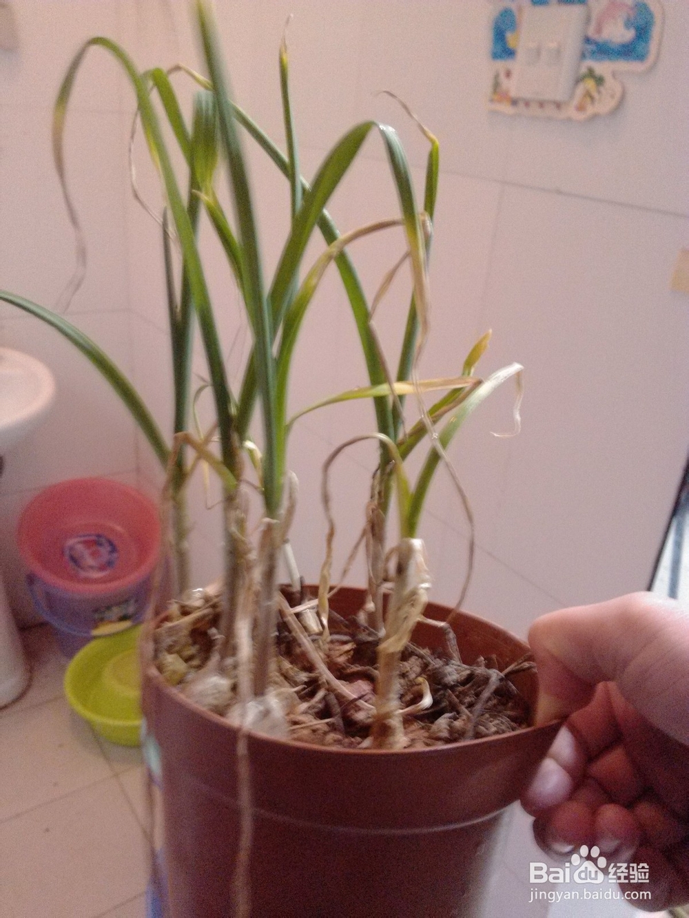 废物利用之废旧花盆移植