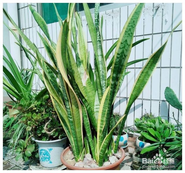 如何正确护养虎皮兰