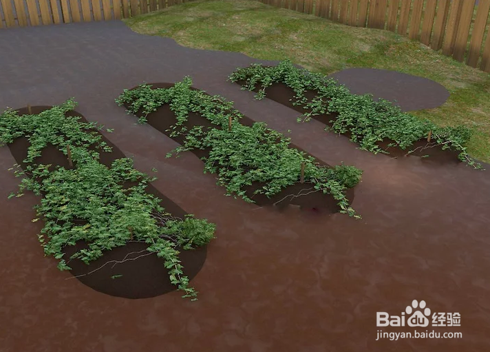 如何种植巨型南瓜