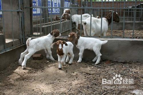 养羊选好品种的方法