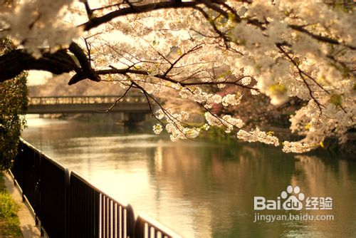 <b>适应日本留学生活的几点注意</b>