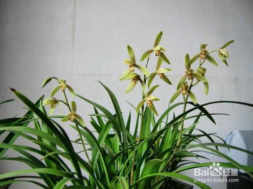 阿司匹林浇兰花的作用和功效