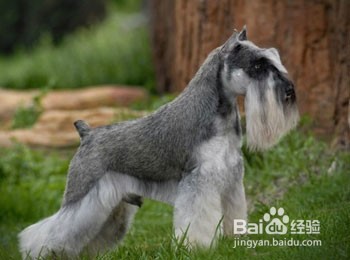 狗狗爱咬人怎么办?