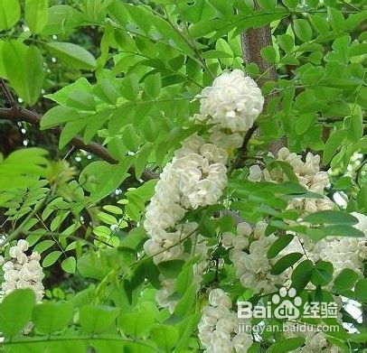 国槐育苗技术