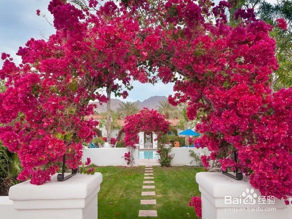 三角梅的养殖方法和注意事项