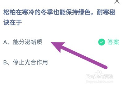 蚂蚁庄园:松柏在冬季也能保持绿色耐寒秘诀在于