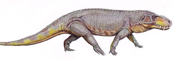 为什么海相地层中会有陆生爬行动物的化石