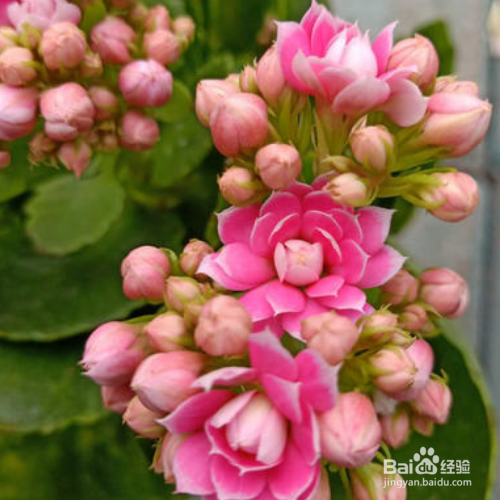 伽蓝菜的养殖技巧和问题诊断