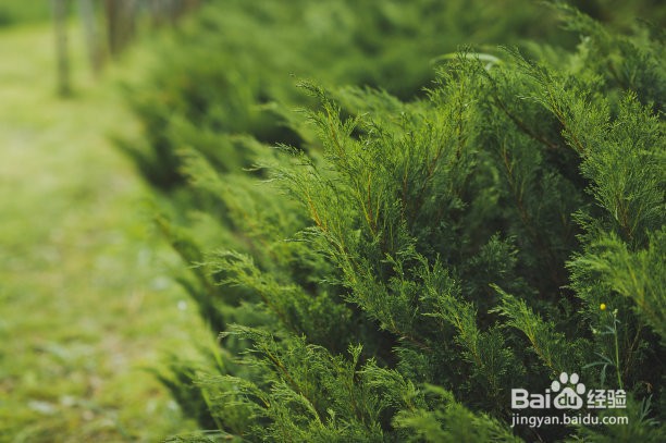 文竹叶子黄了应该怎么办