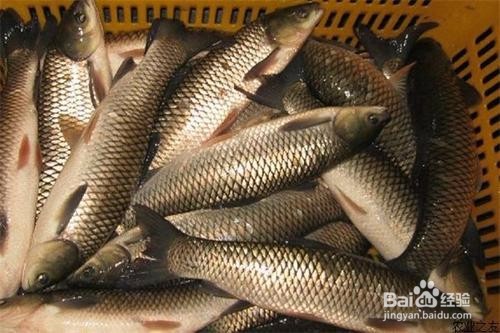 养草鱼需要注意什么?