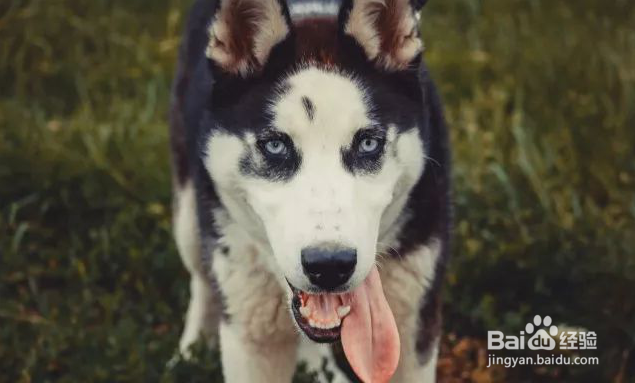 PNZ牧场之味分享如何挑选狗粮