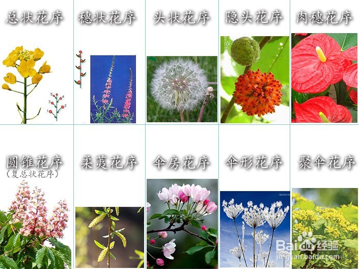 植物花序类型