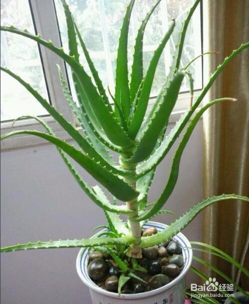 那些植物是可以吸收甲醛的？