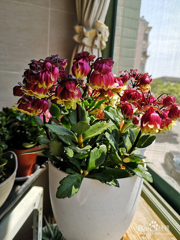 宫灯长寿花怎么养