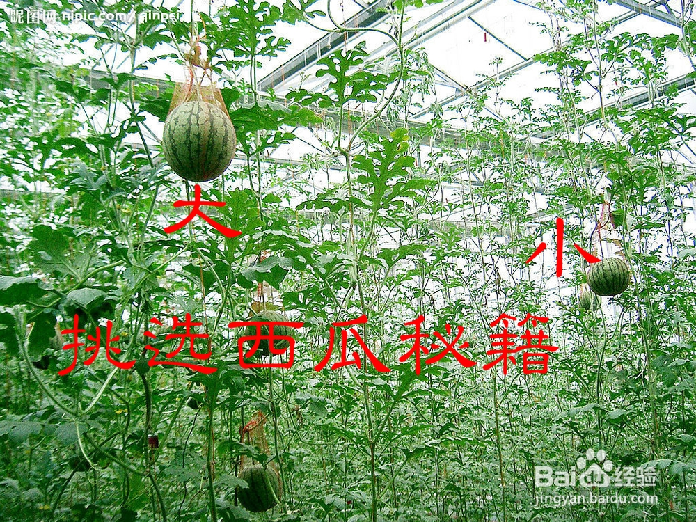 如何挑选西瓜、——挑选西瓜秘籍