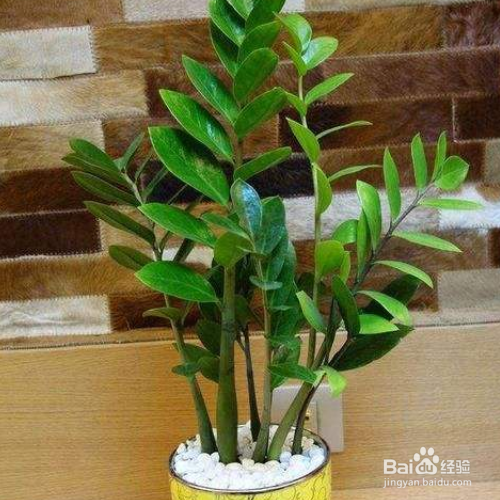 金钱树叶子干枯怎么做?