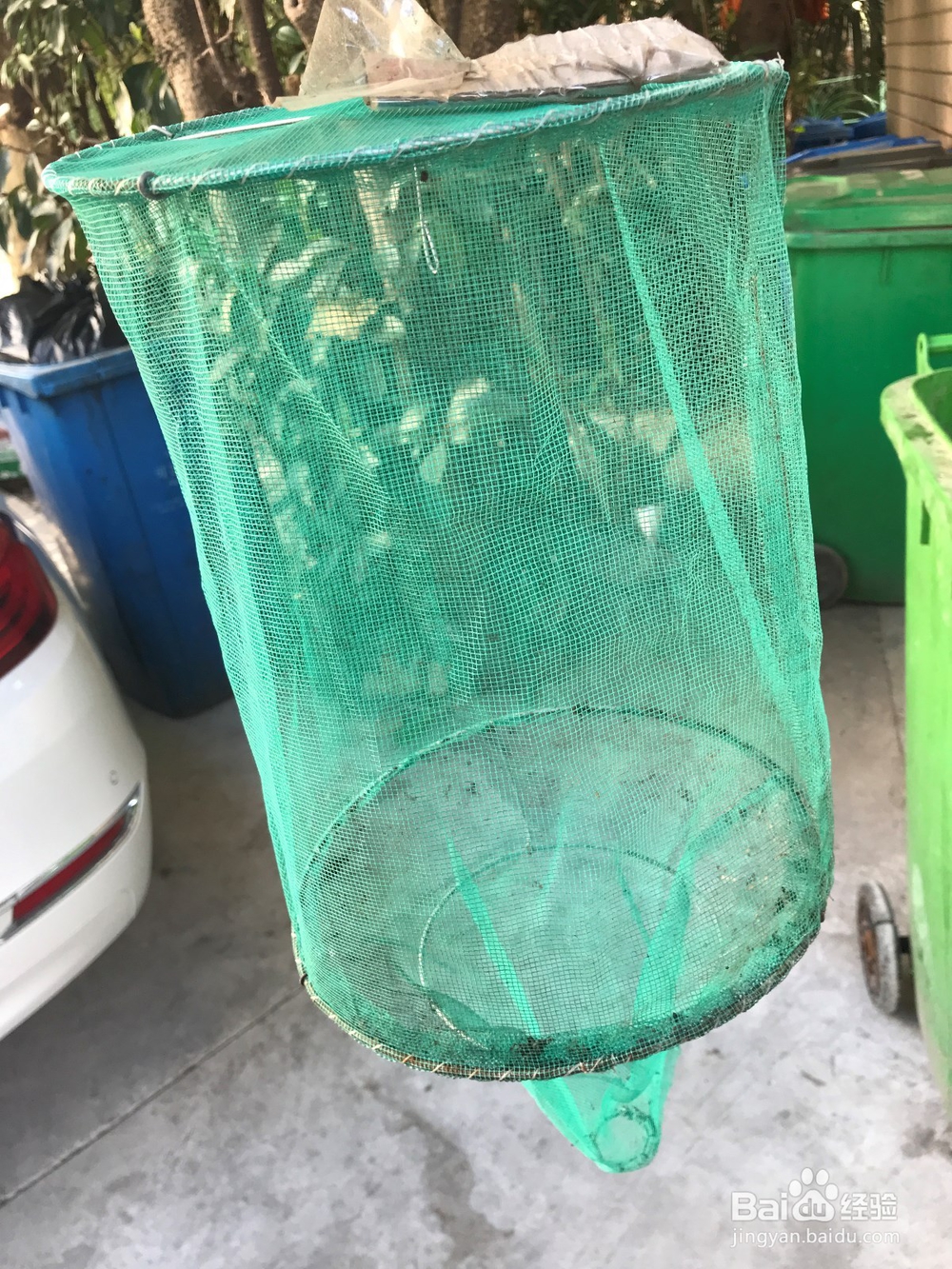 如何收起装满苍蝇尸体的苍蝇笼子(捕蝇笼)?