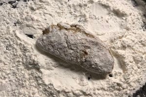 蒜香炸鸡翅、真香