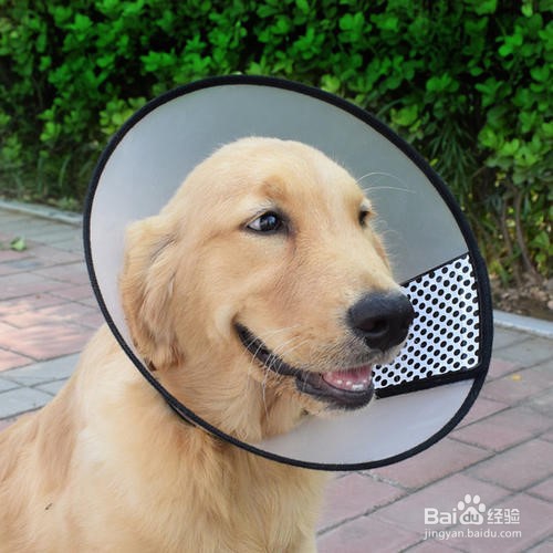 狗狗太闹腾了怎么办