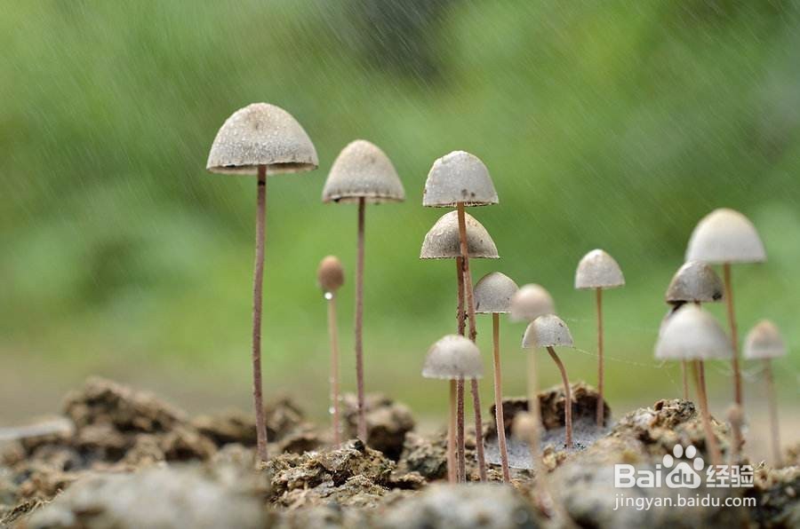 怎样生产袋栽香菇菌种