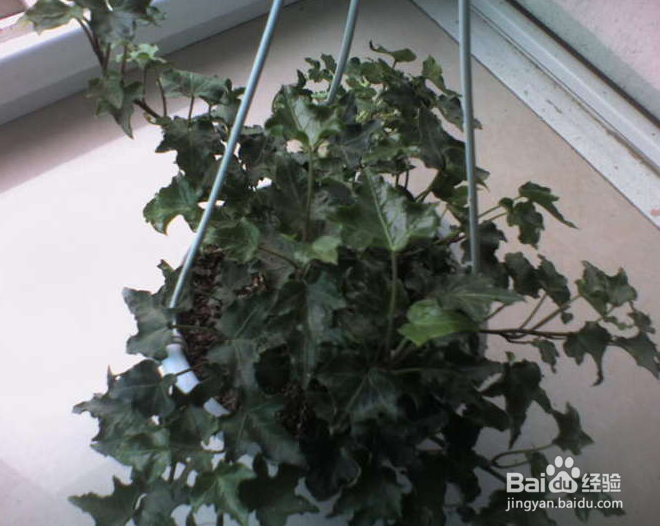 14种植物放入室内的奇异功效----一定要看哟