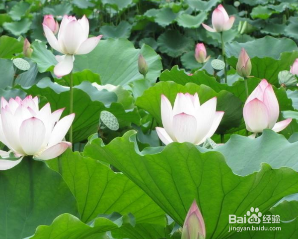 荷花怎么养殖？