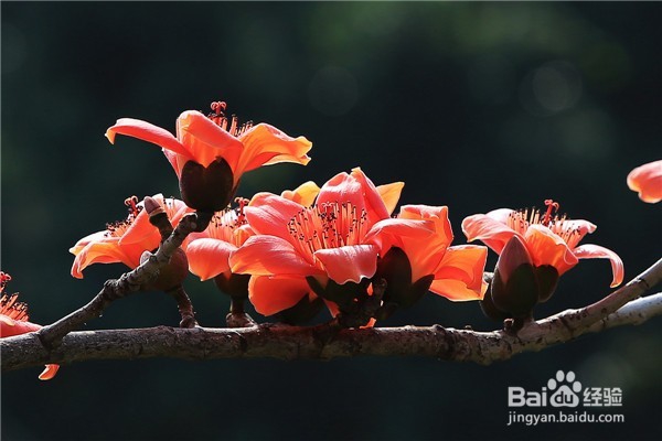 广州木棉花观赏全攻略