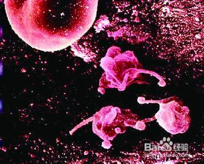 支原体感染有哪些危害