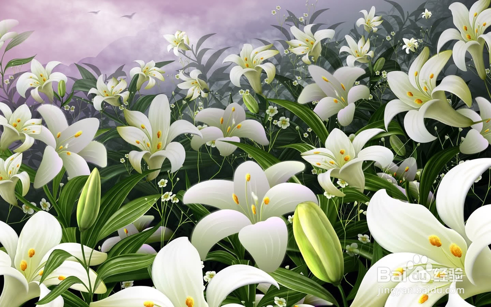 百合花的养殖教程
